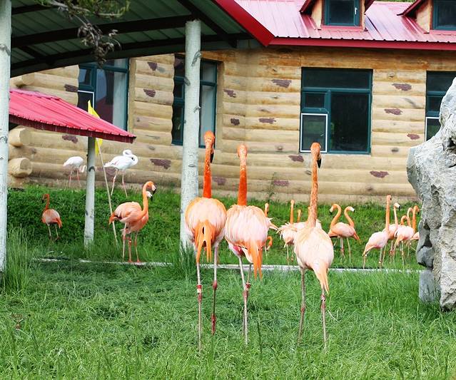 北方森林动物园