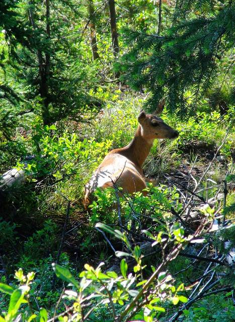 这似乎是一只已经怀孕的母鹿.它似乎也已经习惯有人经过身边.