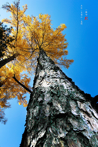 大峡谷,其实也没啥特别之处,火山岩地貌.