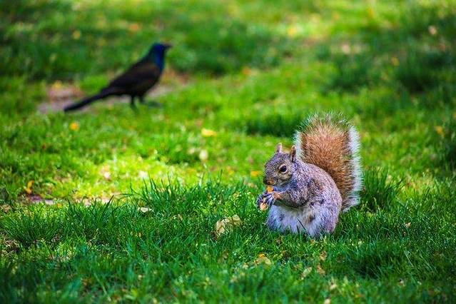 波士顿公共花园