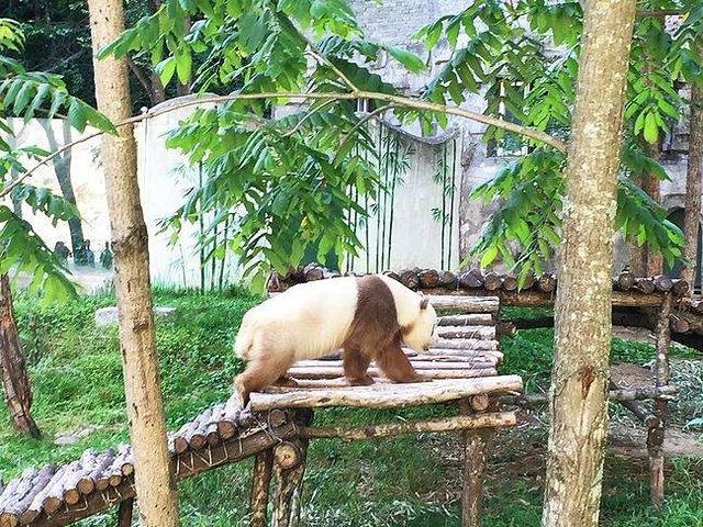佛坪熊猫谷旅游区