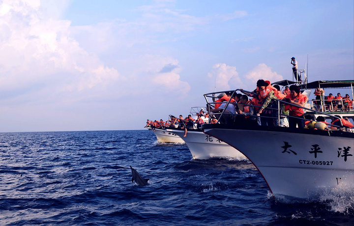 船老大绝对是个技术活儿,根据波浪的变化判断海豚出现