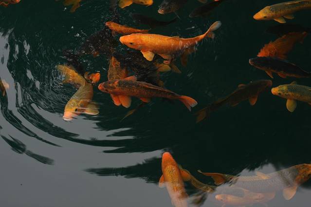 大奇山国家森林公园