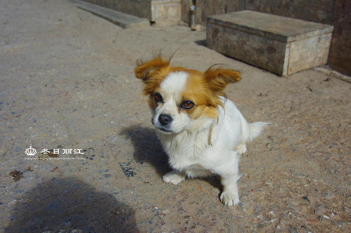 .选具有纳西族特色的民宿客栈,淡季的大研古城