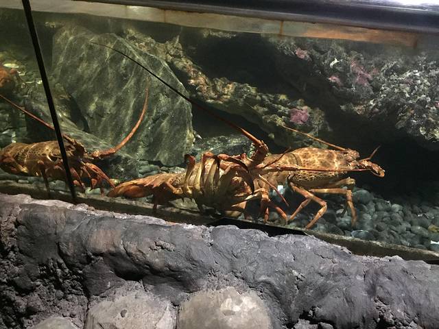 Kelly Tarlton’s SEA LIFE Aquarium