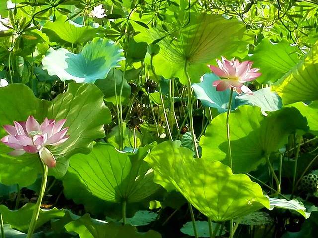 华南农业大学-湿地公园