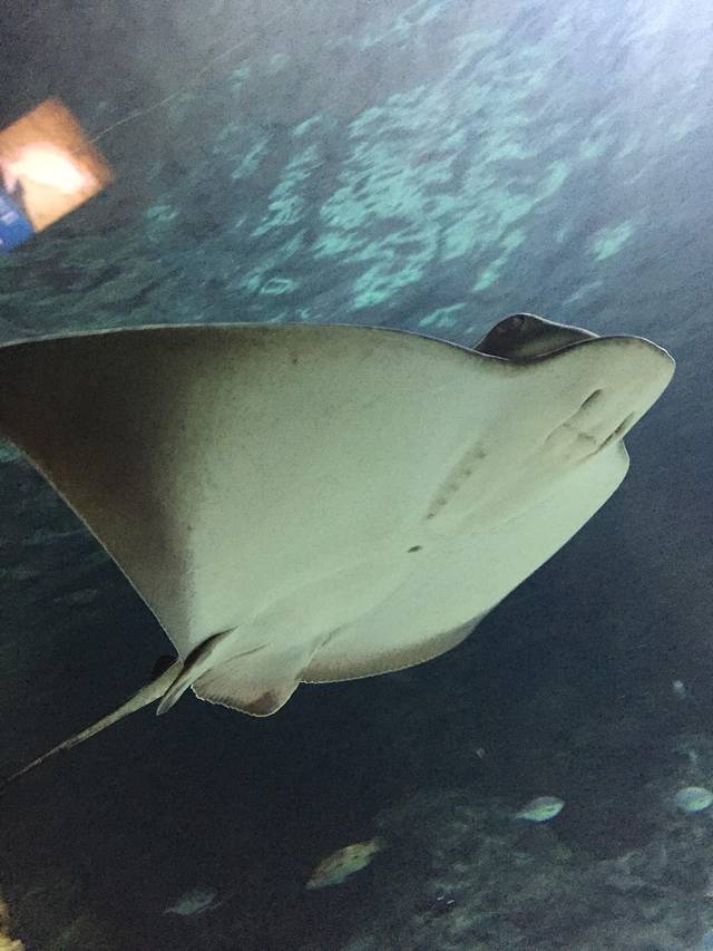 Kelly Tarlton’s SEA LIFE Aquarium