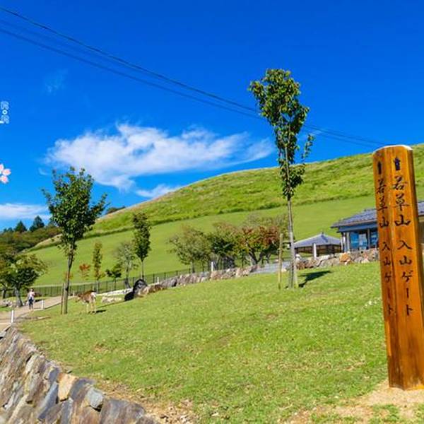 这片绿绿的小草坡就是若草山了