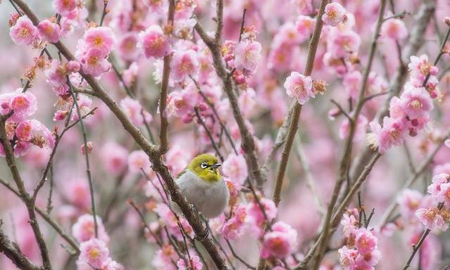 嘉道理农场暨植物园