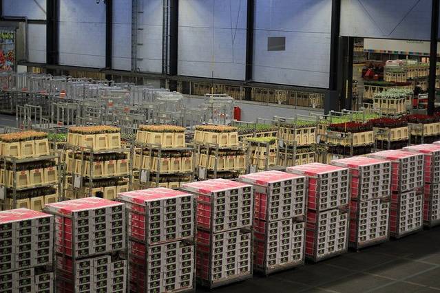 爱士曼鲜花拍卖市场