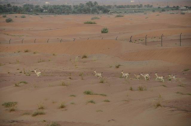 阿联酋热气球探险
