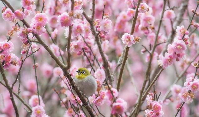 嘉道理农场暨植物园