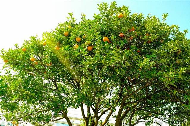 丑橘树,桐花树,绯红树_大山谷图库