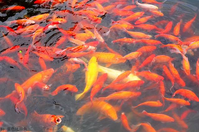 花港观鱼
