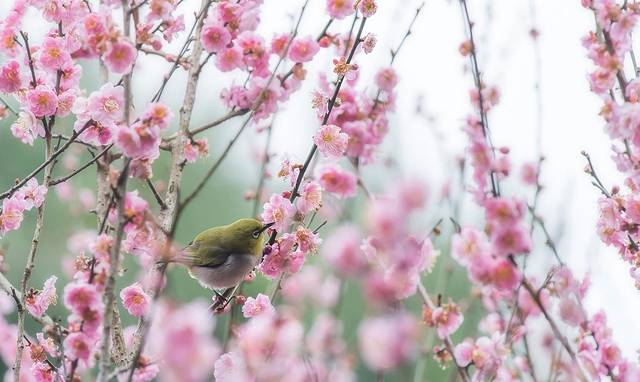 嘉道理农场暨植物园