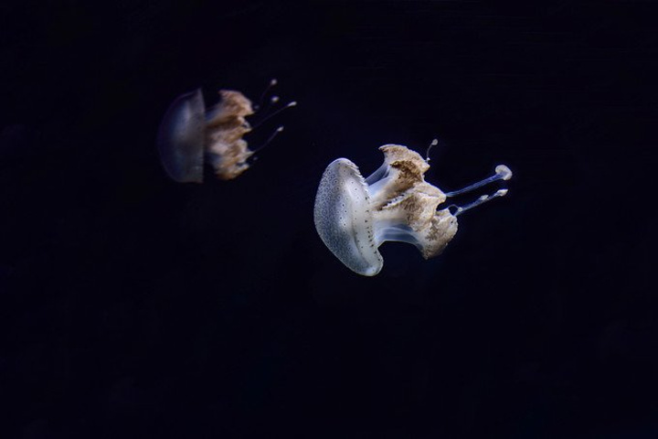 "基桑一进海洋馆就开了挂，怕我们不好玩儿，不停地扮演讲解的角色。楼下的小小黄色潜水艇。是自动的呀_摩纳哥海洋地理博物馆"的评论图片