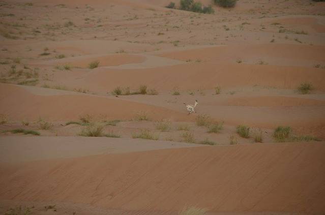 阿联酋热气球探险
