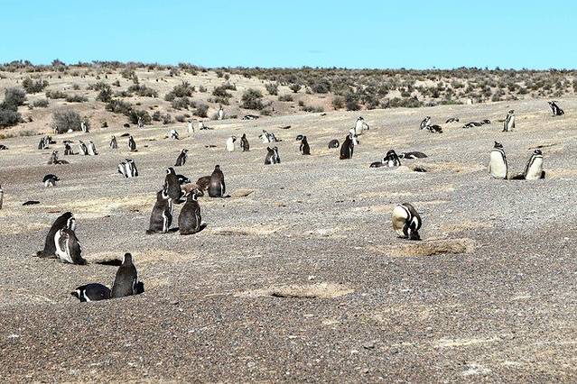 蓬通博企鹅保护区