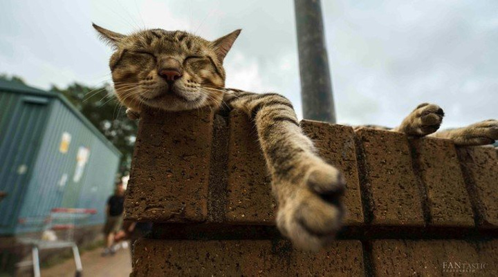 兴许是西贡市区最受欢迎的猫咪_西贡"的评论图片