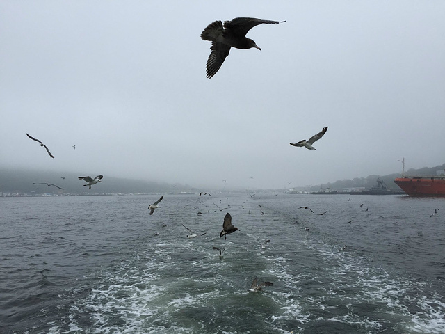 2017符拉迪沃斯托克是俄罗斯滨海边疆州首府