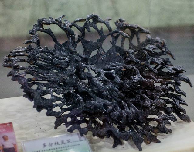 广东中医药博物馆