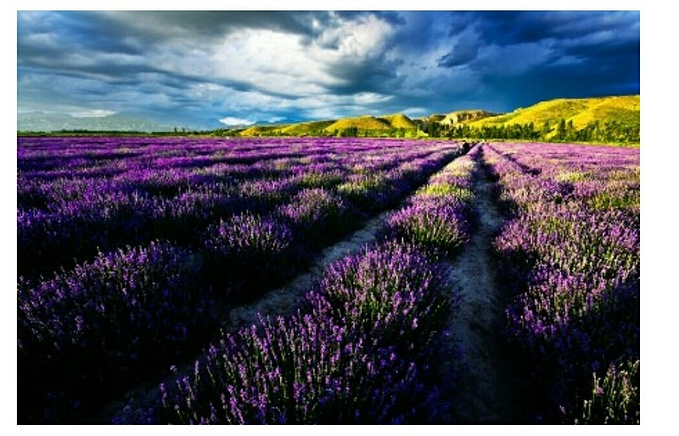 独行伊犁——薰衣草,草原,湖泊交织的梦