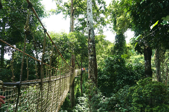 东南亚热带雨林,刚果热带雨林,热带雨林植物_大山谷图库