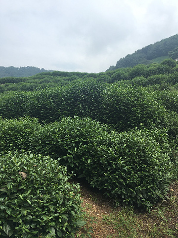 "走一会就会有小溪，两边的茶园，竹林非常美。这是最最值得来杭州去的地方。会让你有种与世隔绝的感觉_龙井山园茶文化村"的评论图片