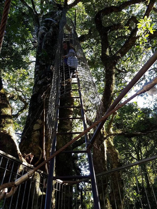 奥莱利雨林度假村