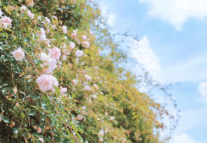 佐罗出发前已经购买了碧提宫和波波里花园Pa