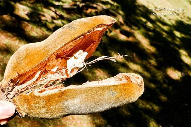 理想国毛里求斯探险记