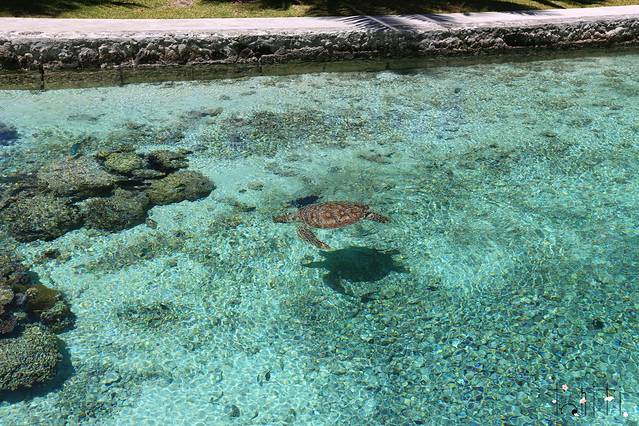 波拉波拉海龟中心