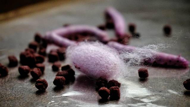 蚕桑丝绸生态博物馆