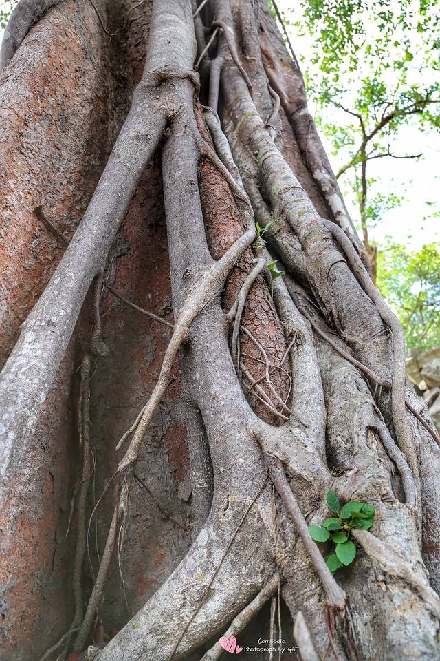 撒欢在暹粒,奔跑在吴哥