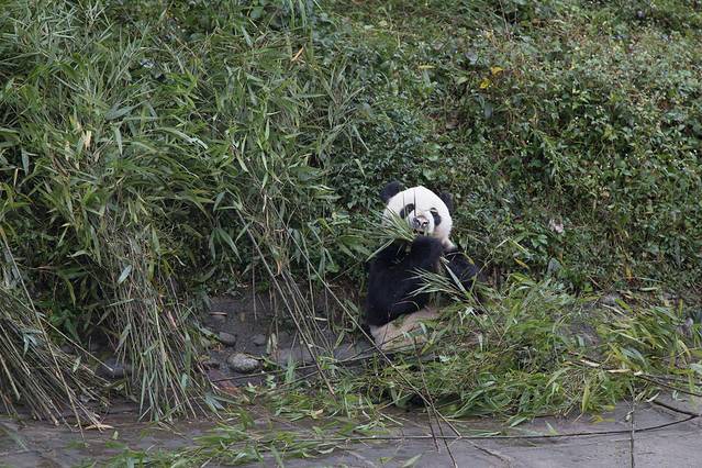 碧峰峡野生动物世界