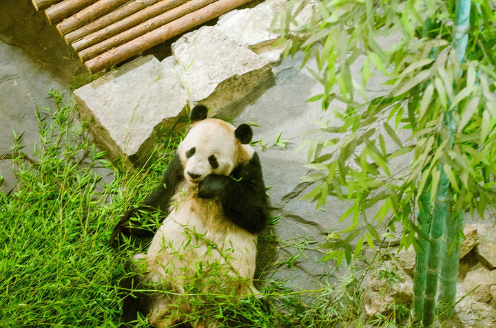 "在下渚湖湿地公园不远处还有一个下渚湖熊猫园，这里有2只从四川雅安峰峡保护基地运来的大熊猫“德德..._下渚湖熊猫园"的评论图片