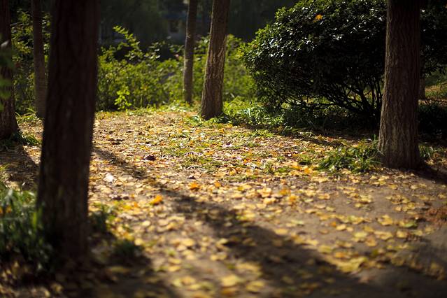 朝晖文化公园-最美银杏林