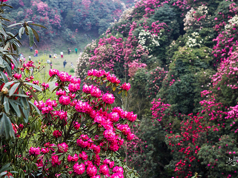 百里杜鹃风景区旅游景点图片