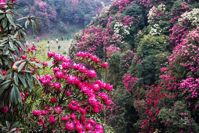 百里杜鹃风景区