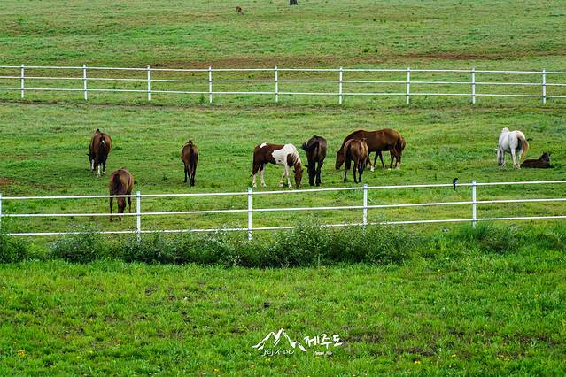 济州Ecoland生态主题乐园
