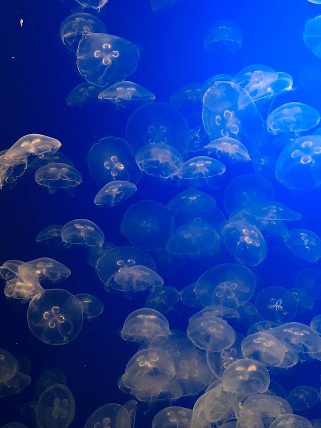 蒙特雷湾水族馆