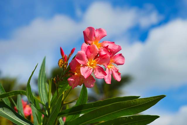 蒂瑟默哈拉默大佛塔