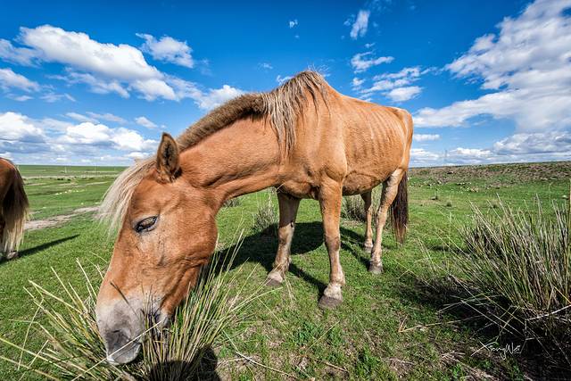 金帐汗旅游部落