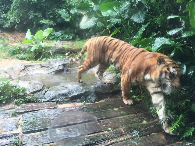 2017今天我们要游玩长隆野生动物世界,下雨天