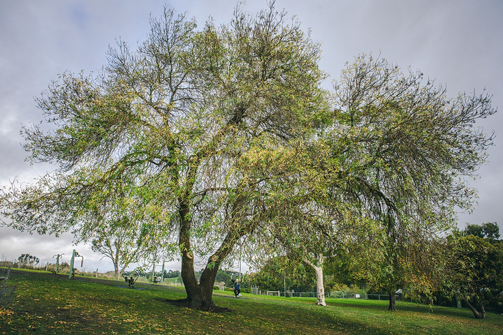 那些守护蓝湖的树木,围绕蓝湖的是一个开放公园,作为三分钟城市的芒特