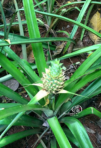 "看，就是这朵小白花，好神奇。近处这棵是咖喱树，看起来没什么特别，总之我再看一到它一定也认不出来_马特莱香料园"的评论图片