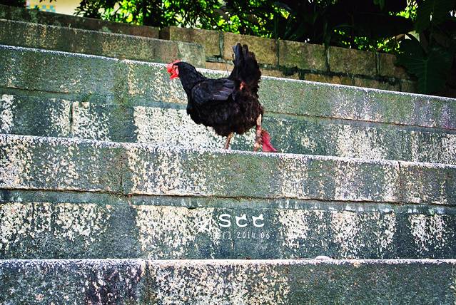 集美中学-南薰楼