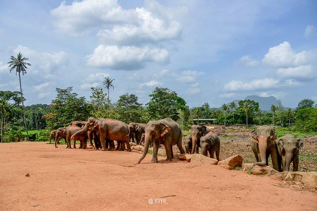 平纳瓦拉（大象孤儿院）