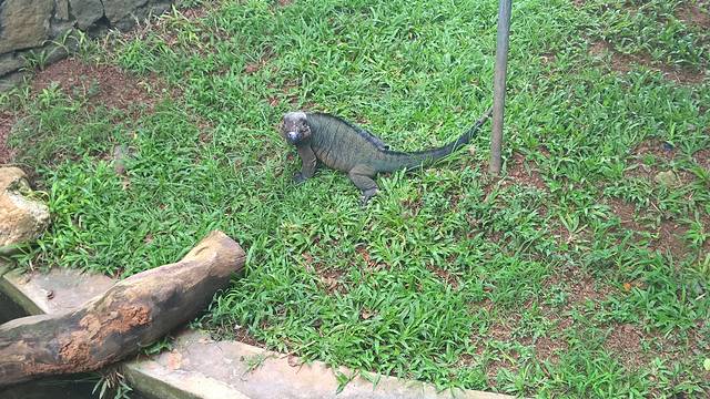 德希乌拉动物园