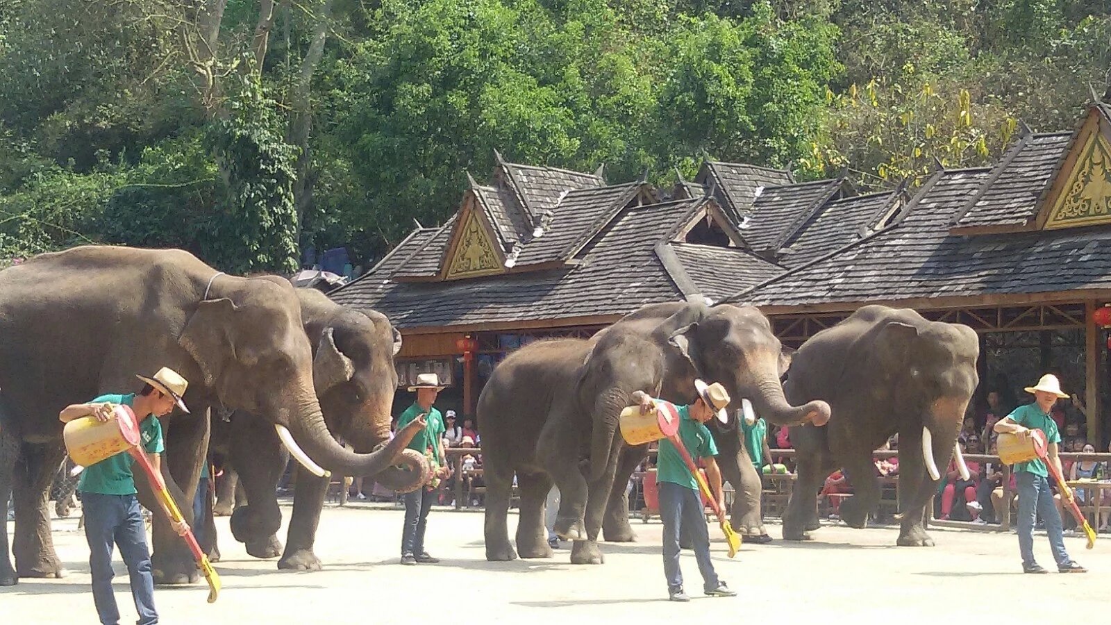 爱我中国行第二季（10）---野象谷
